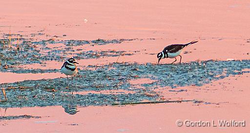 Two Killdeer Foraging At Sunrise_P1170600.jpg - Killdeer (Charadrius vociferus) photographed near Lindsay, Ontario, Canada.